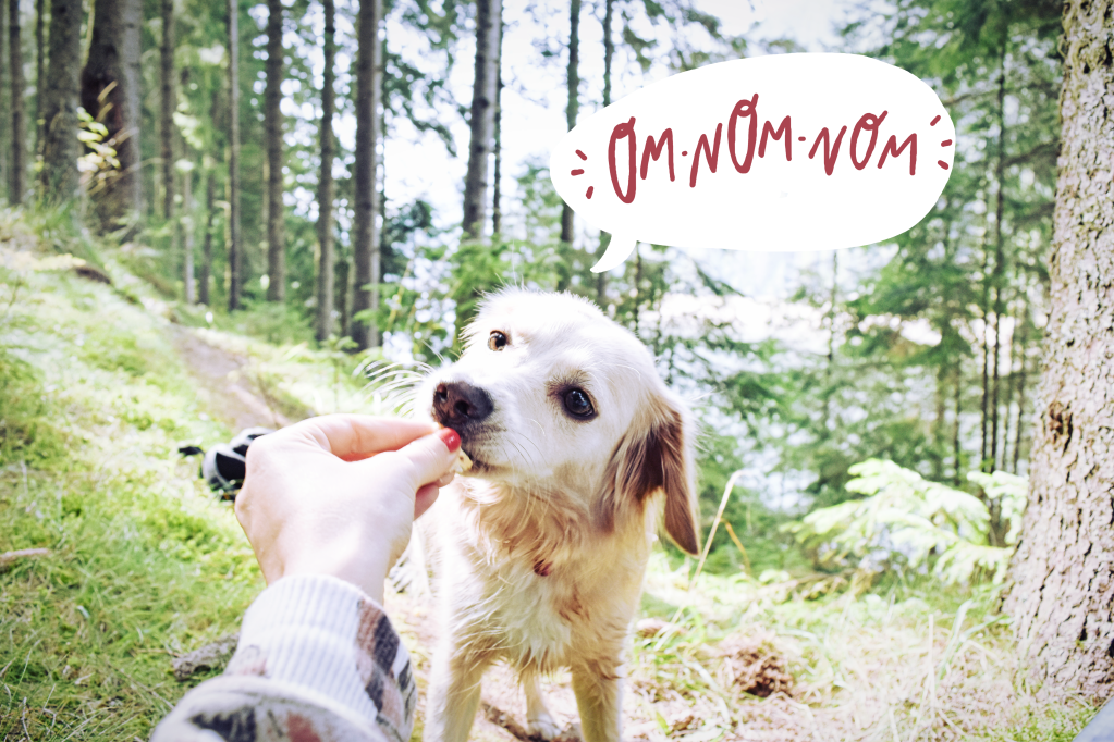 Poca Loca. Jurnal de caine&nbsp;aventurier