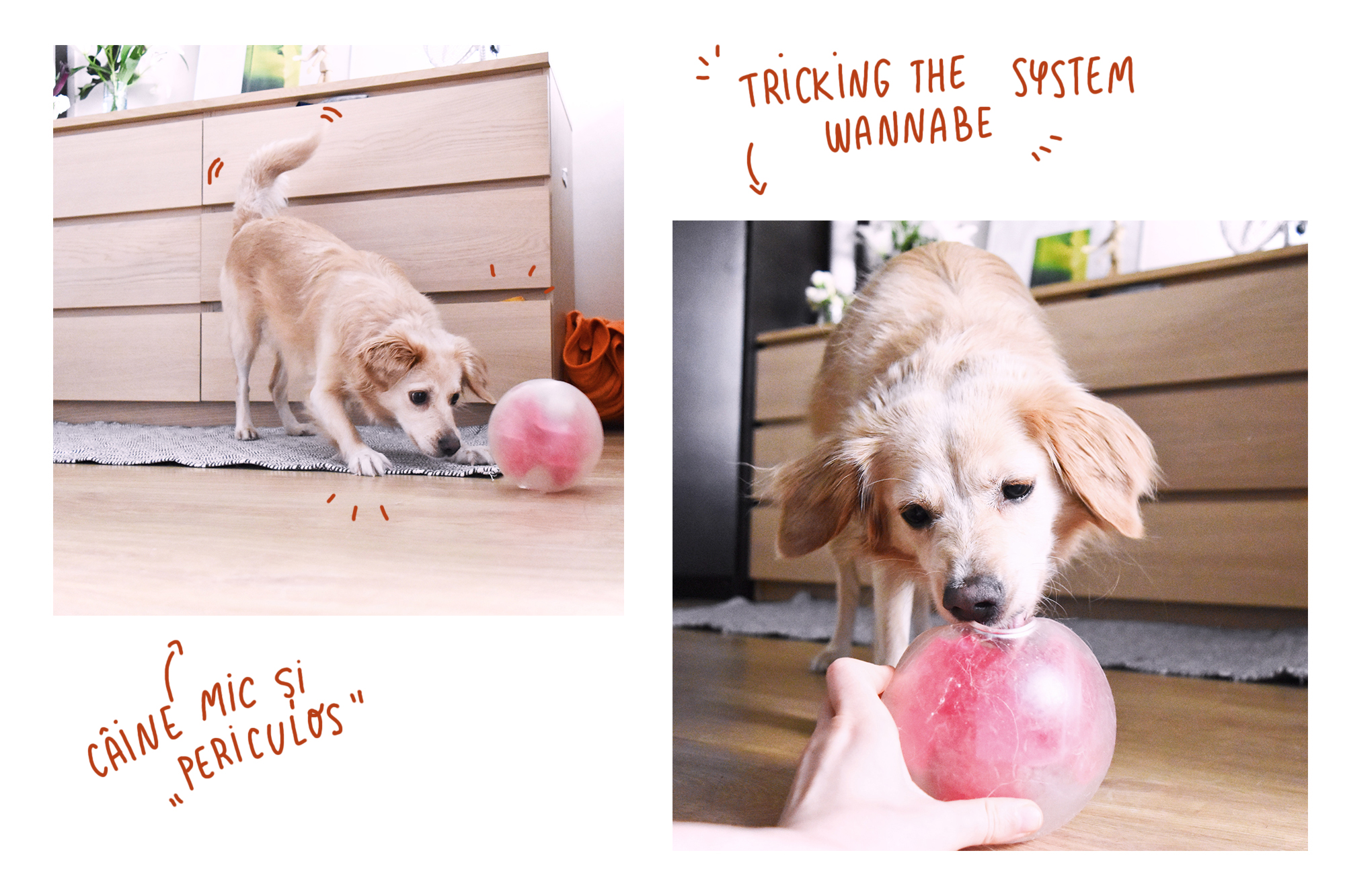 cattitude coffentropy orbee tuff planet dog jucarie pentru catei 2