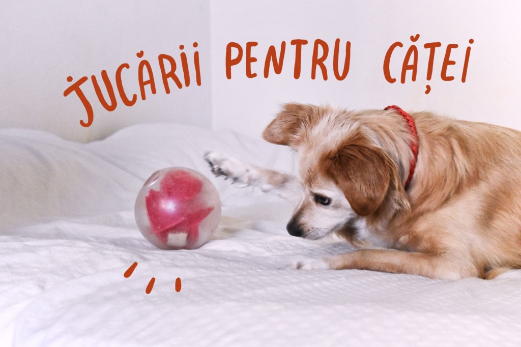 Cum alegem jucăriile pentru cățelul rebel din viața&nbsp;noastră?