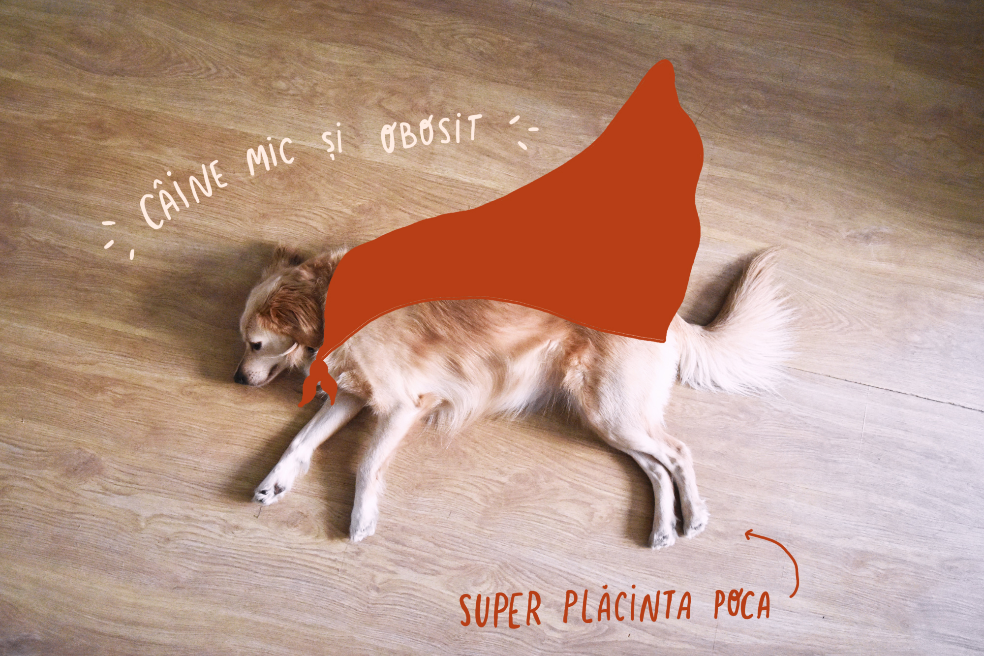 poca the dog cluj napoca coffentropy