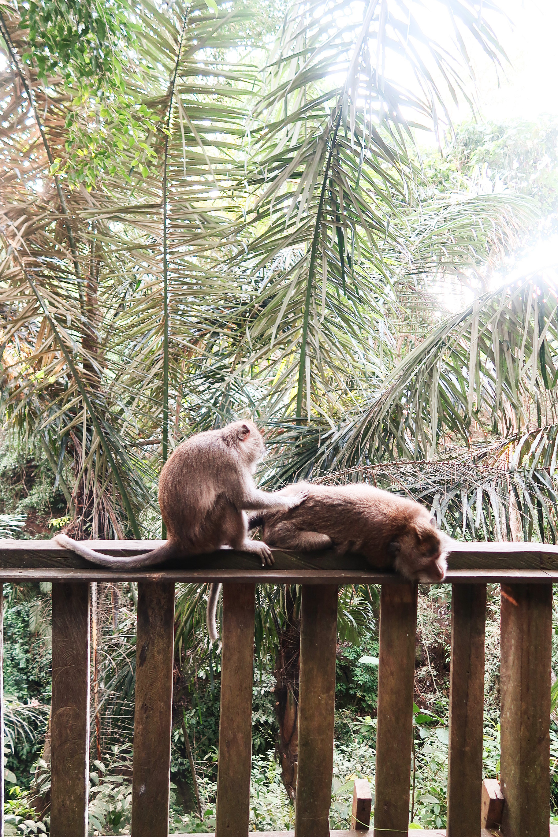 Bali coffentropy Ubud Sanur Cluj12