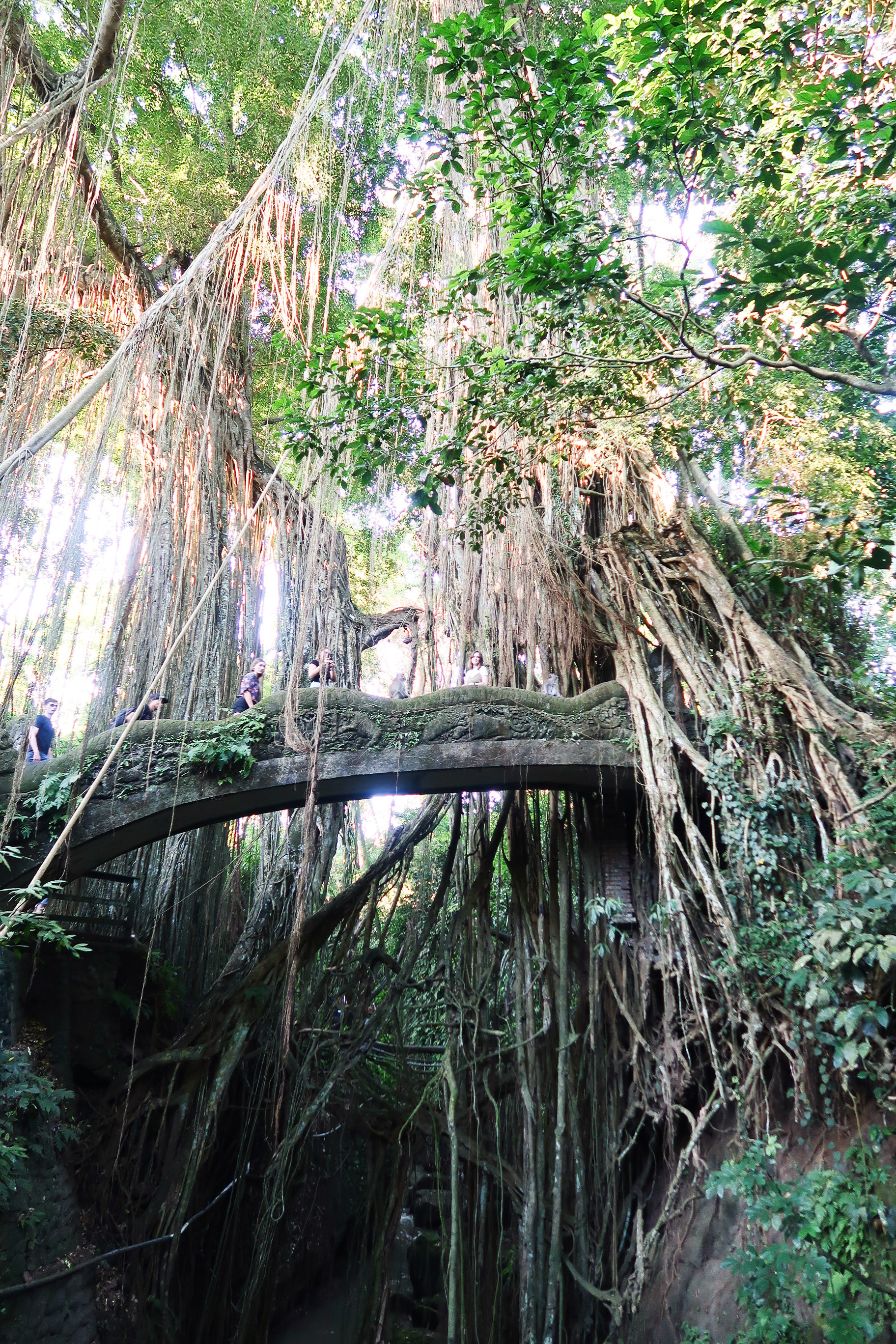 Bali coffentropy Ubud Sanur Cluj14