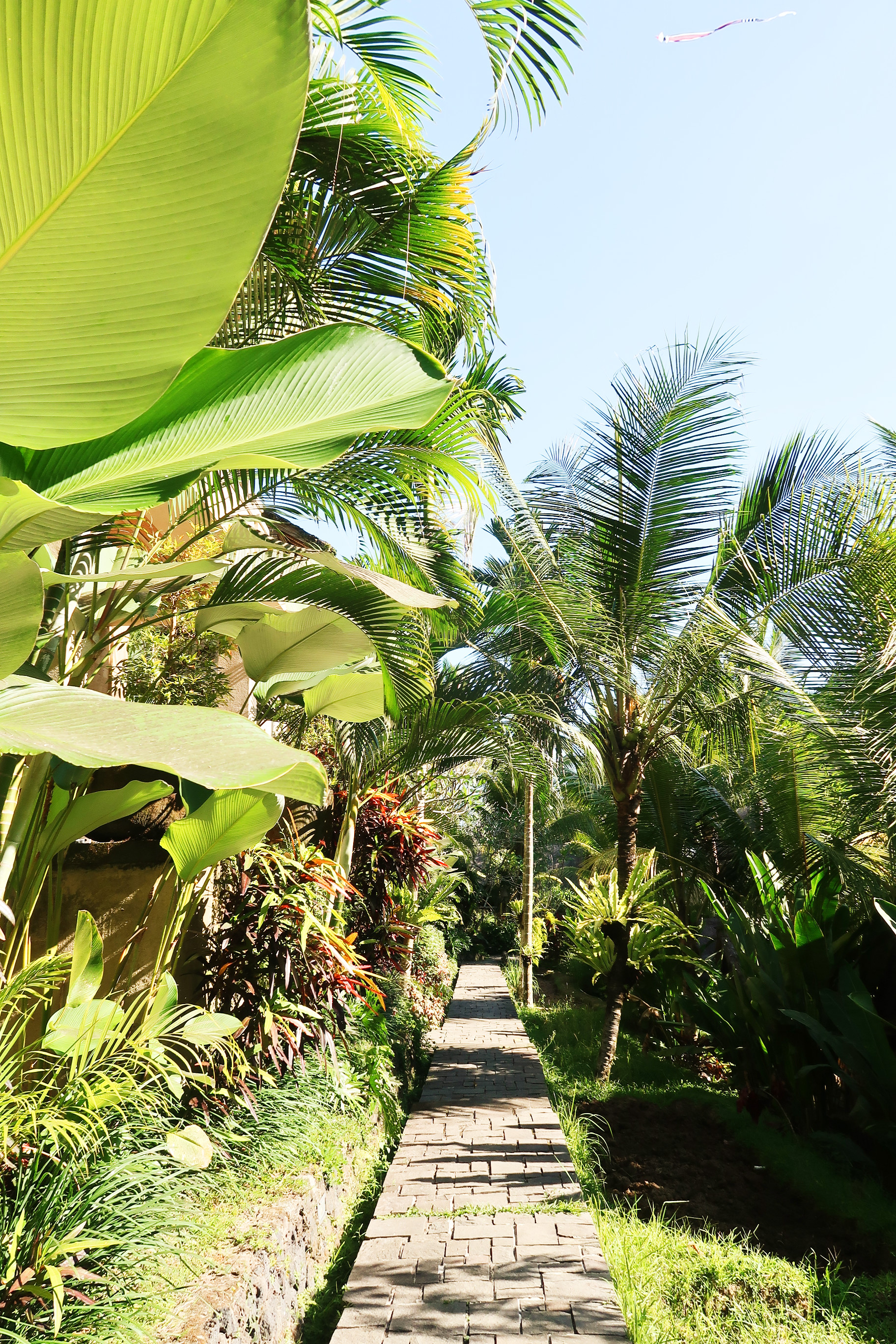 Bali coffentropy Ubud Sanur Cluj3