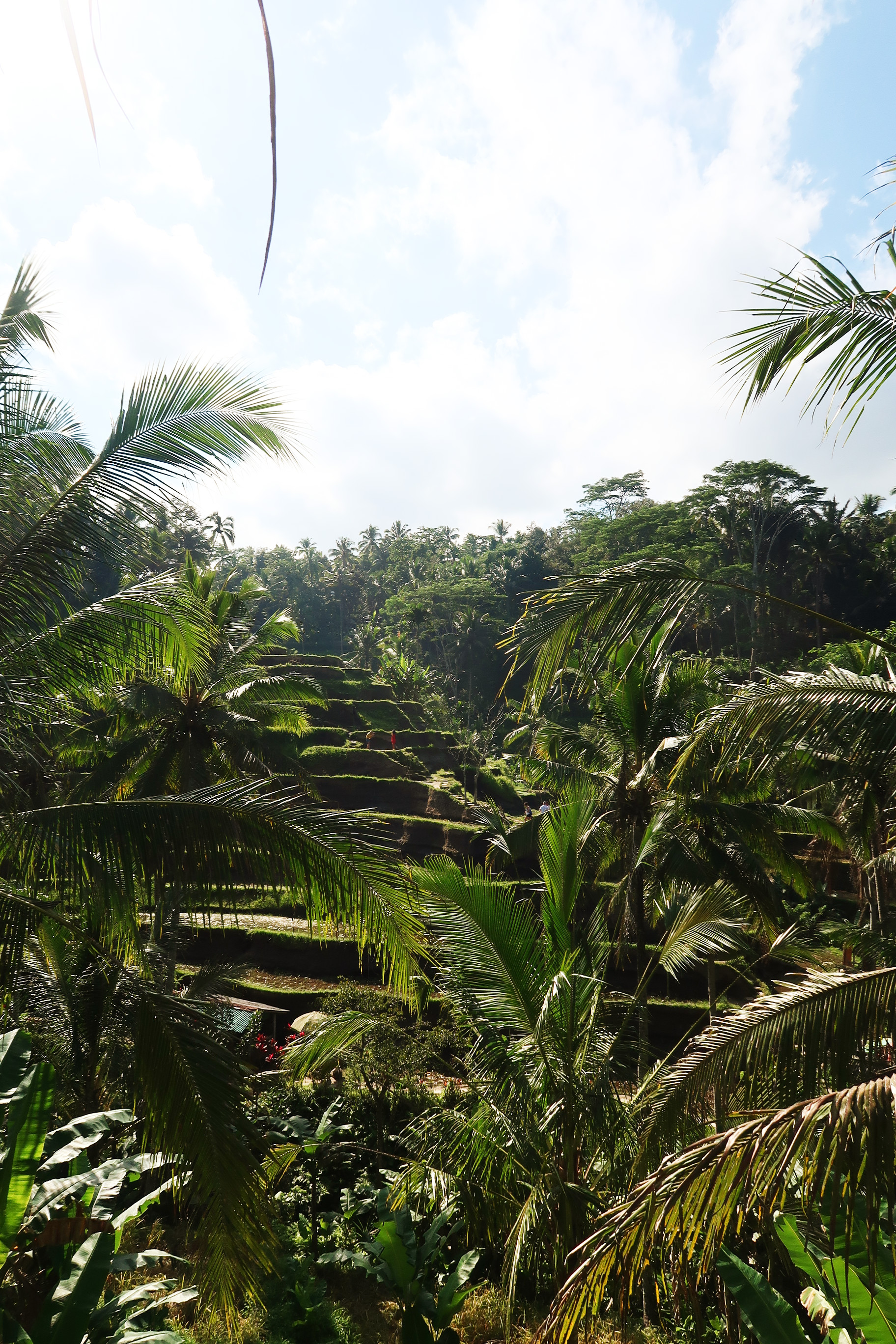 Bali coffentropy Ubud Sanur Cluj5