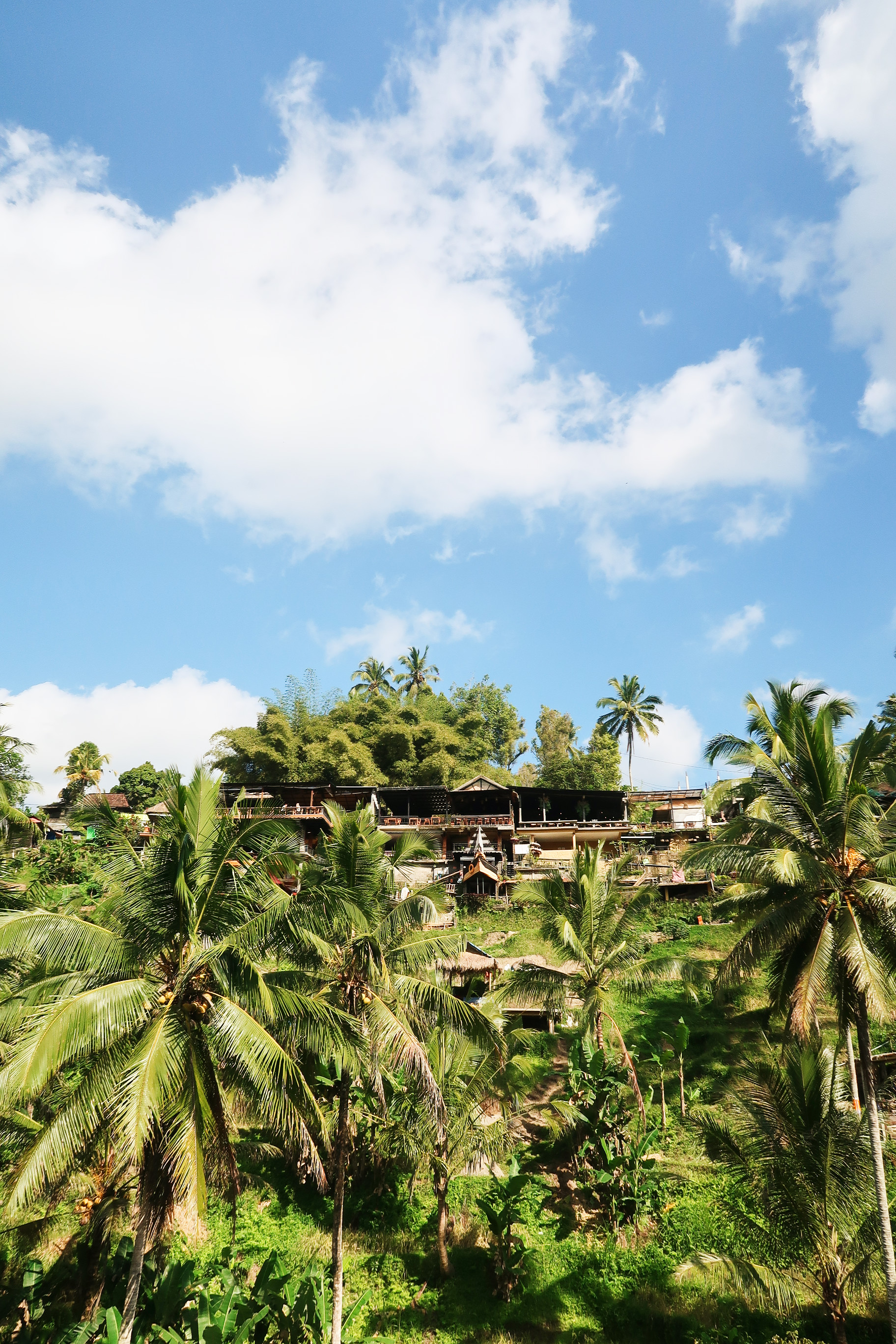 Bali coffentropy Ubud Sanur Cluj7