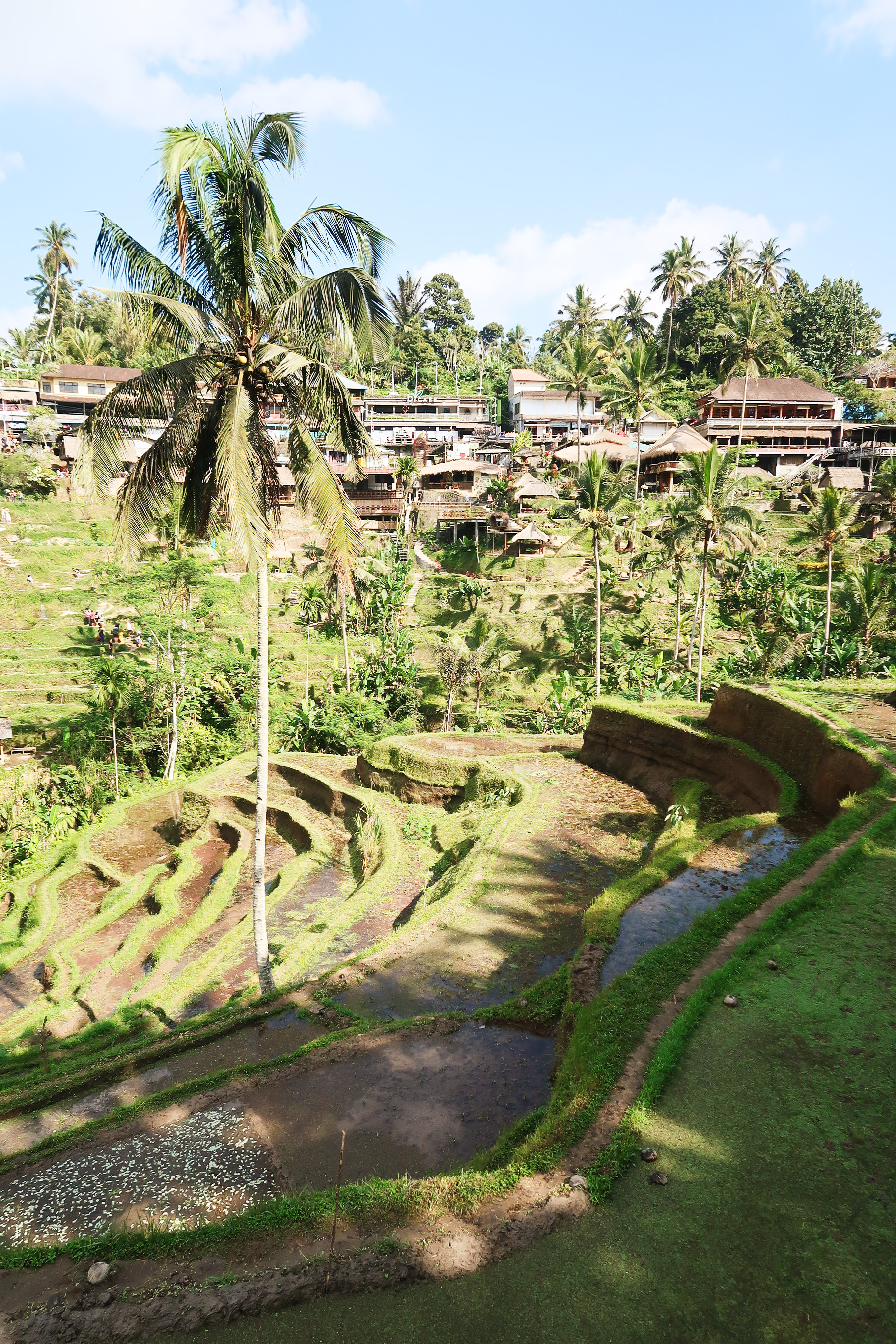 Bali coffentropy Ubud Sanur Cluj8