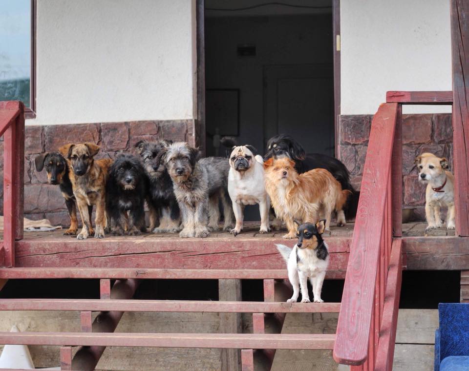 Ray Animal rescue coffentropy1